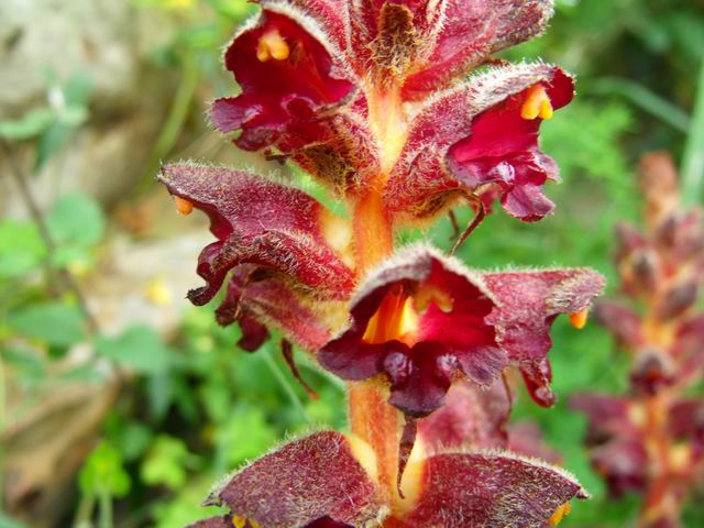 Orobanche variegata / Succiamele screziato